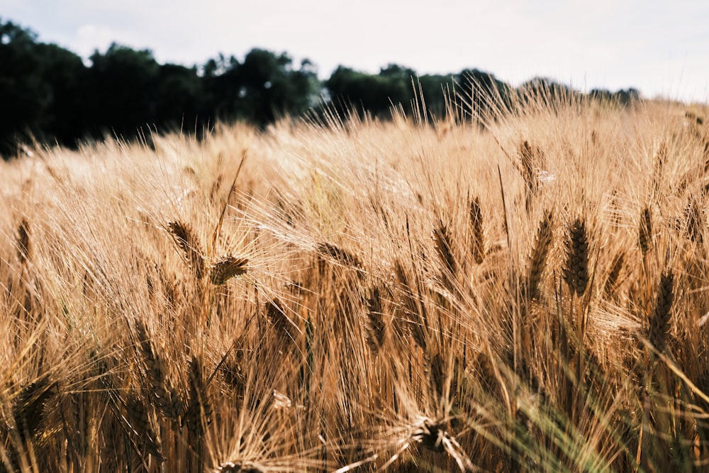 a field of wheat