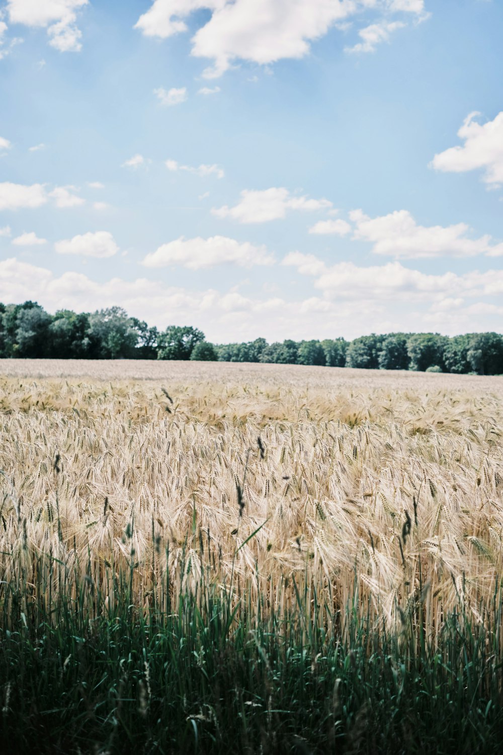 a field of wheat with trees in the background