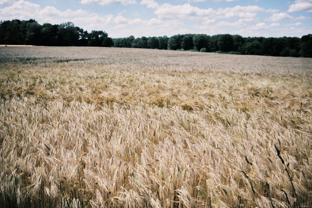 a field of wheat