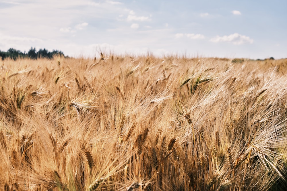 a field of wheat with Badlands National Park in the background