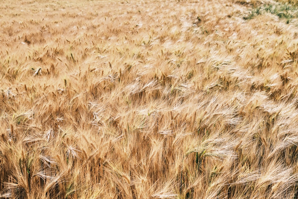 a field of wheat