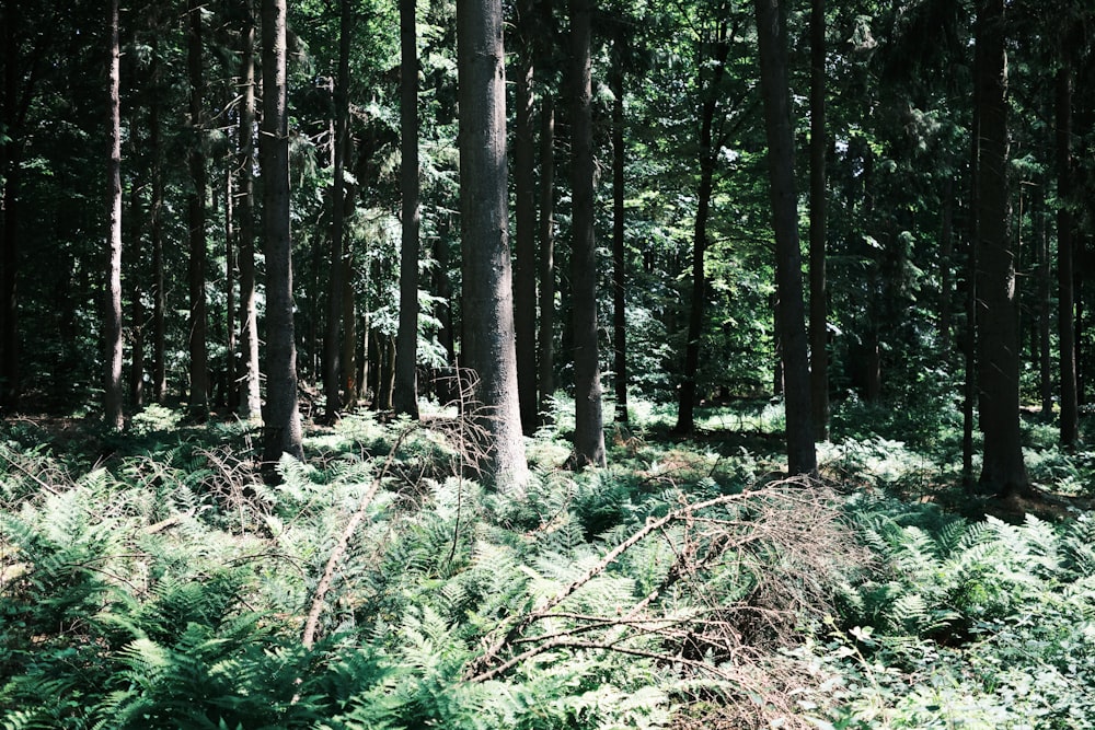 a forest with trees
