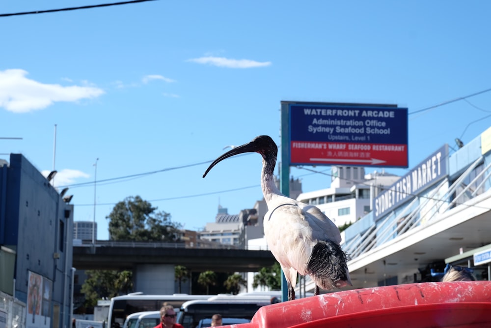 a bird on a red car