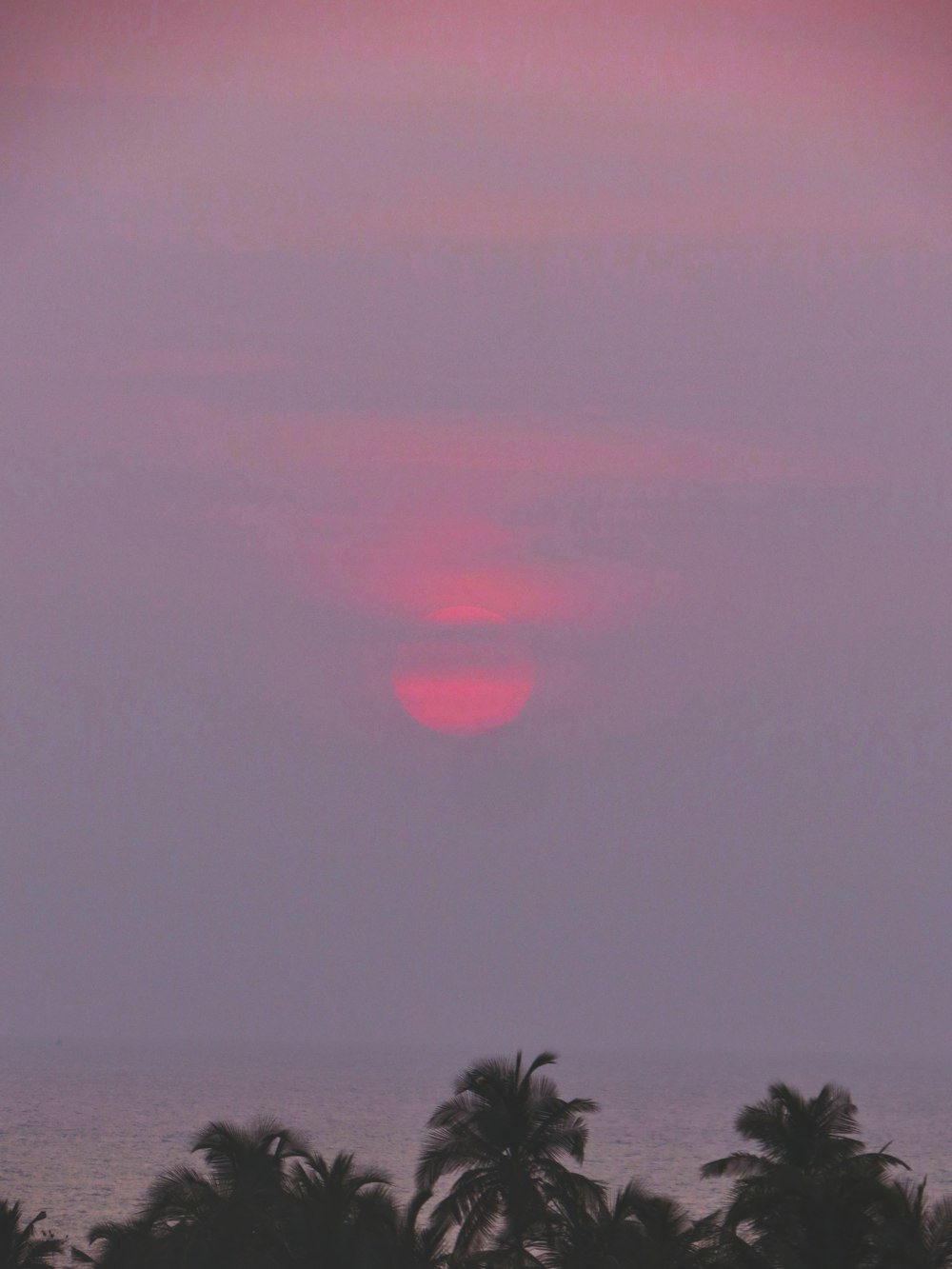 a pink and purple sky above palm trees