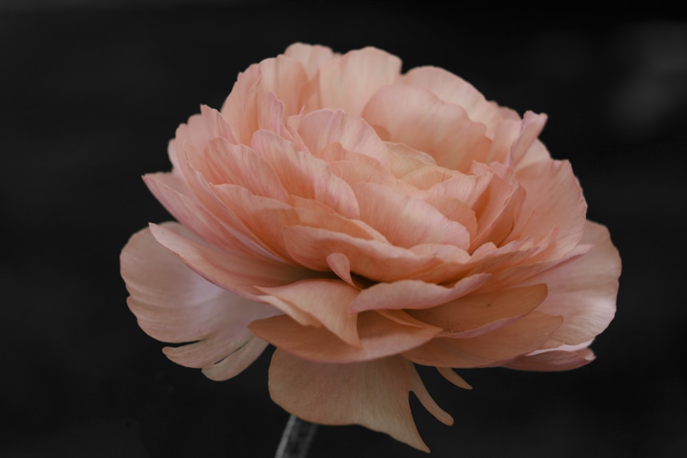 a pink flower with a black background