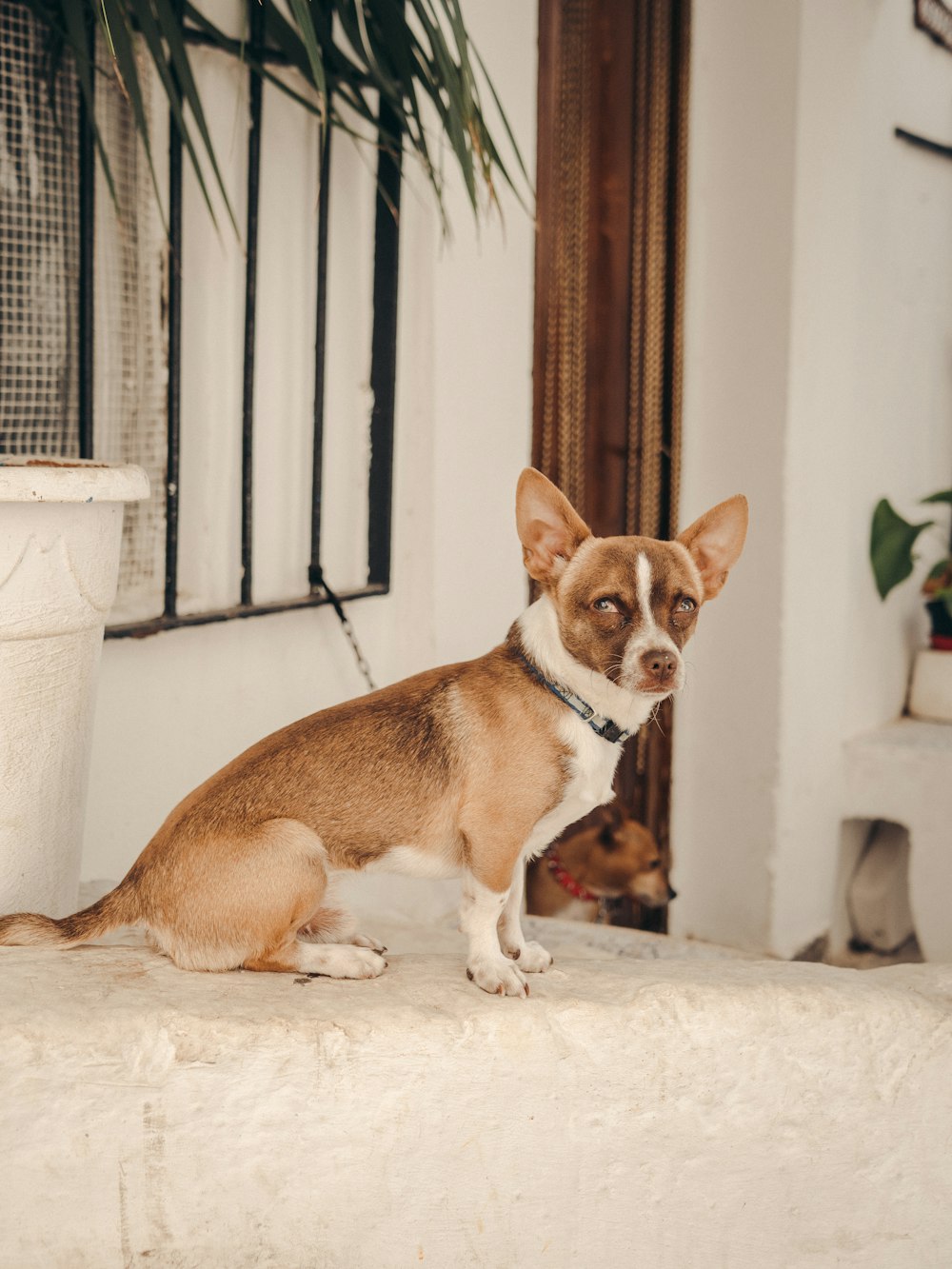 un chien et un chiot assis sur un rebord