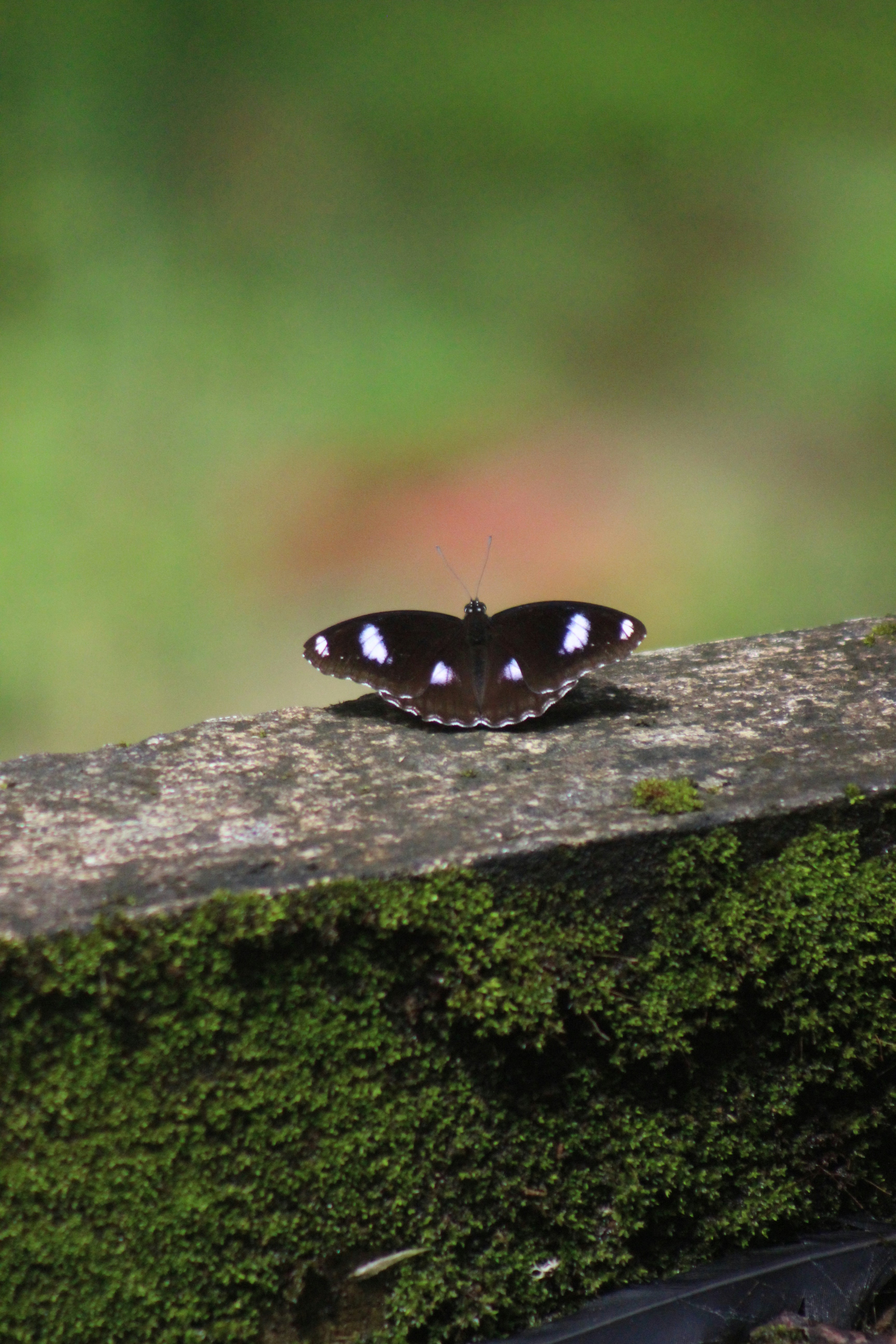 Ein Schmetterling auf einem Felsen