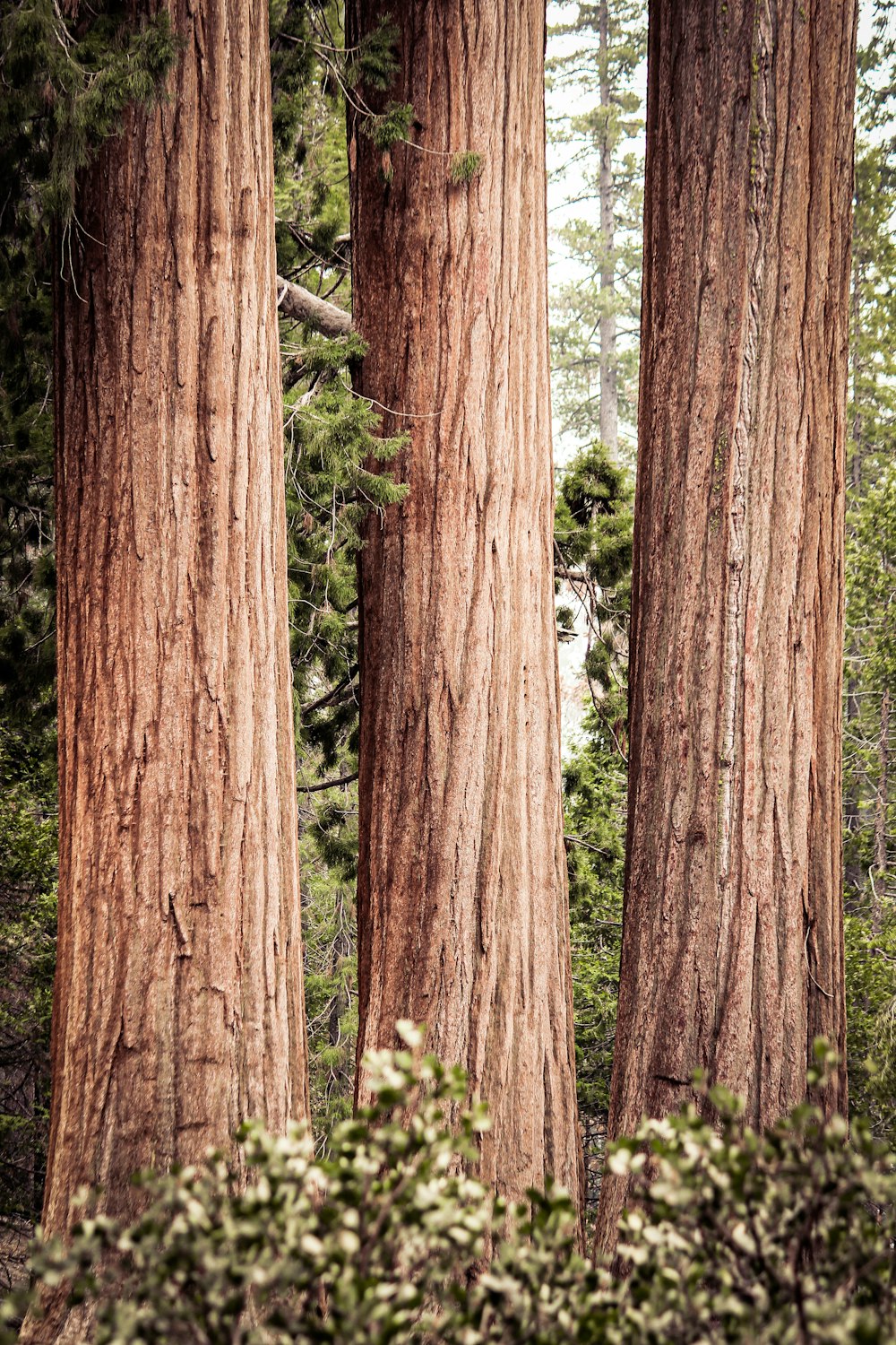 a group of trees