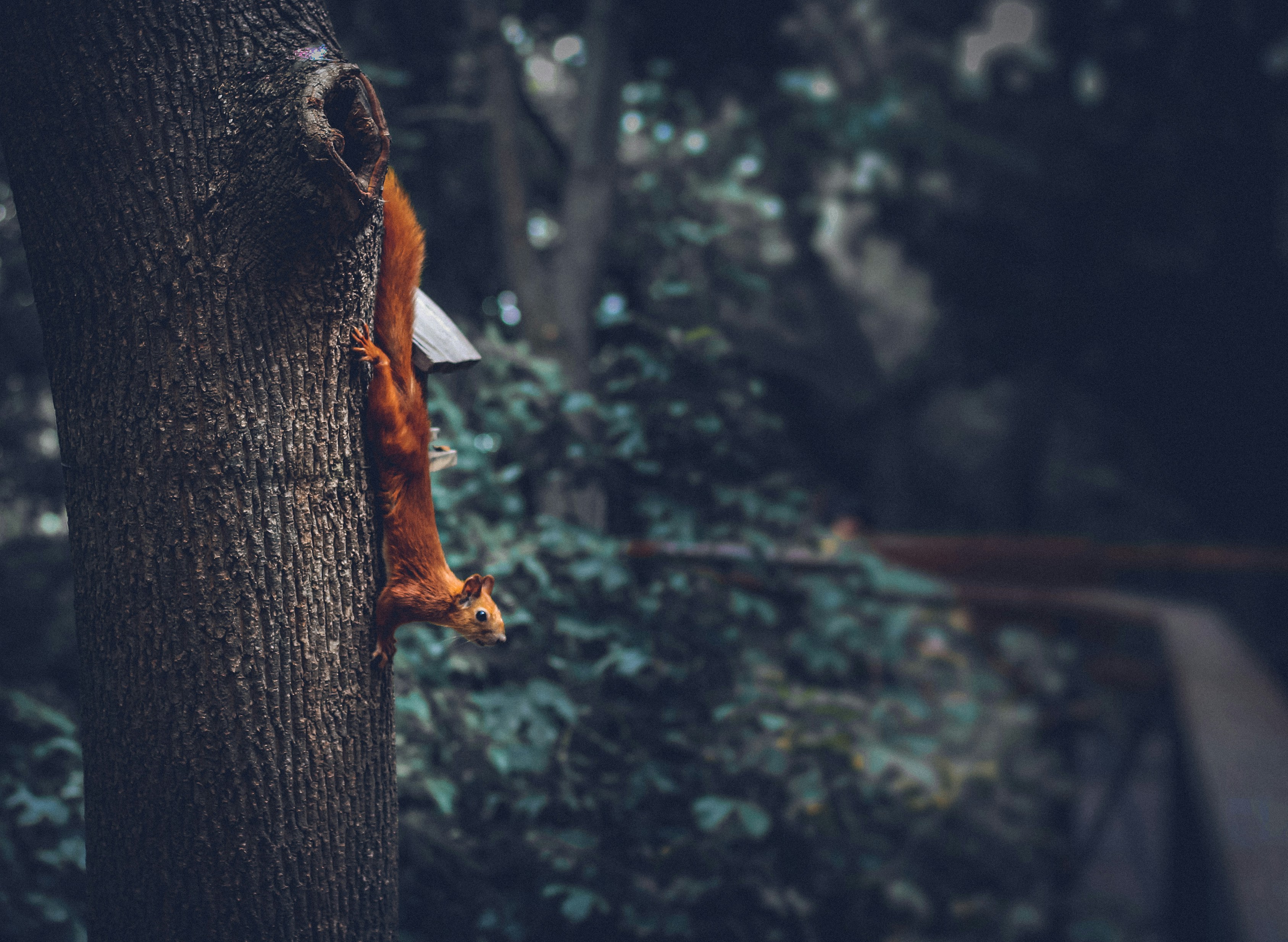 Photo by mineral_of_demon