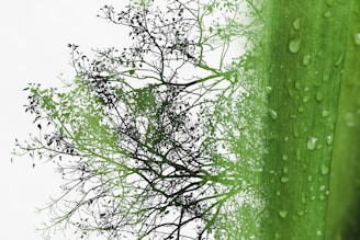 An eco-themed digital product showcasing nature-inspired designs.