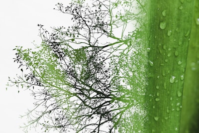 A juxtaposition of natural elements, featuring the silhouette of a tree with intricate branches and a background of lush foliage. Dewdrops glisten on the surface of vibrant green leaves, adding texture and freshness.