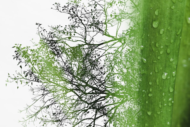 A juxtaposition of natural elements, featuring the silhouette of a tree with intricate branches and a background of lush foliage. Dewdrops glisten on the surface of vibrant green leaves, adding texture and freshness.