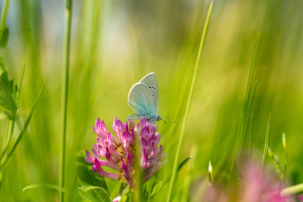 a butterfly on a flower