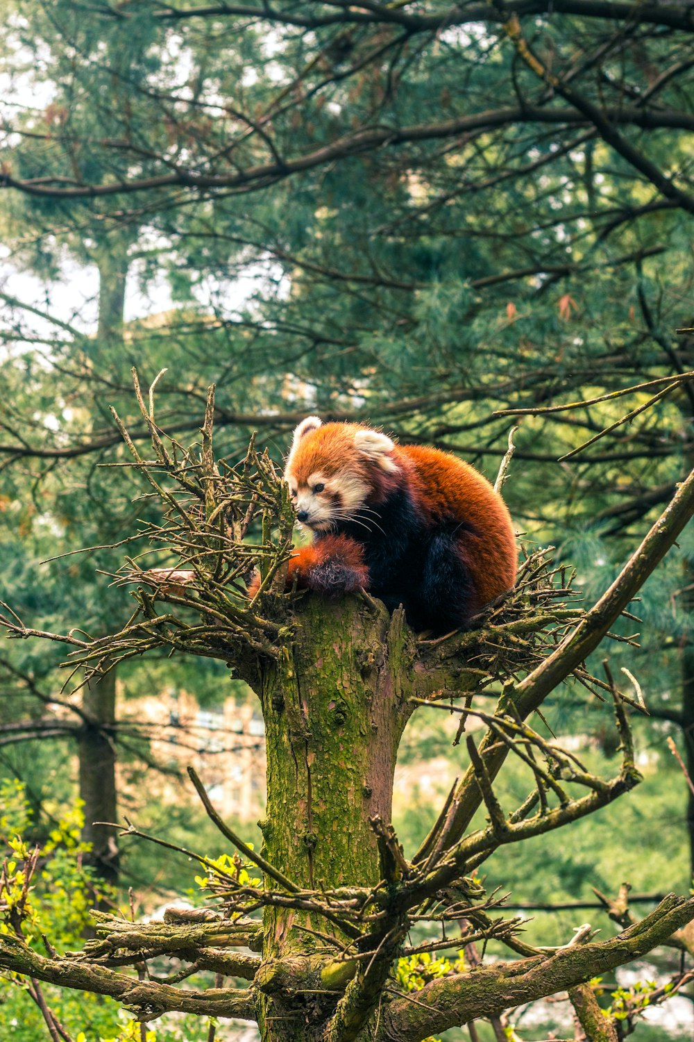 a red panda in a tree