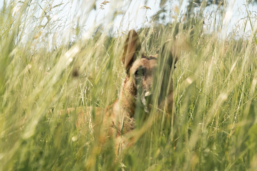 a brown animal in tall grass