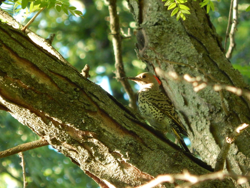 a bird perched on a tree branch