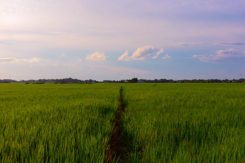 a field of green grass