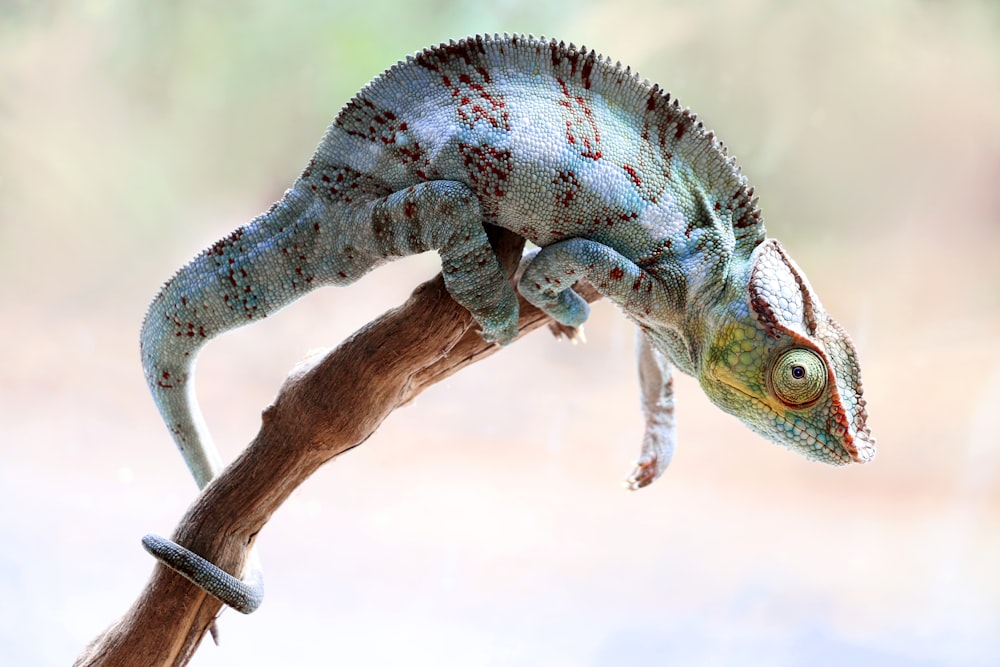 a lizard on a branch