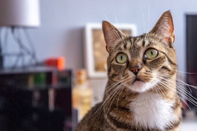 a cat looking at the camera