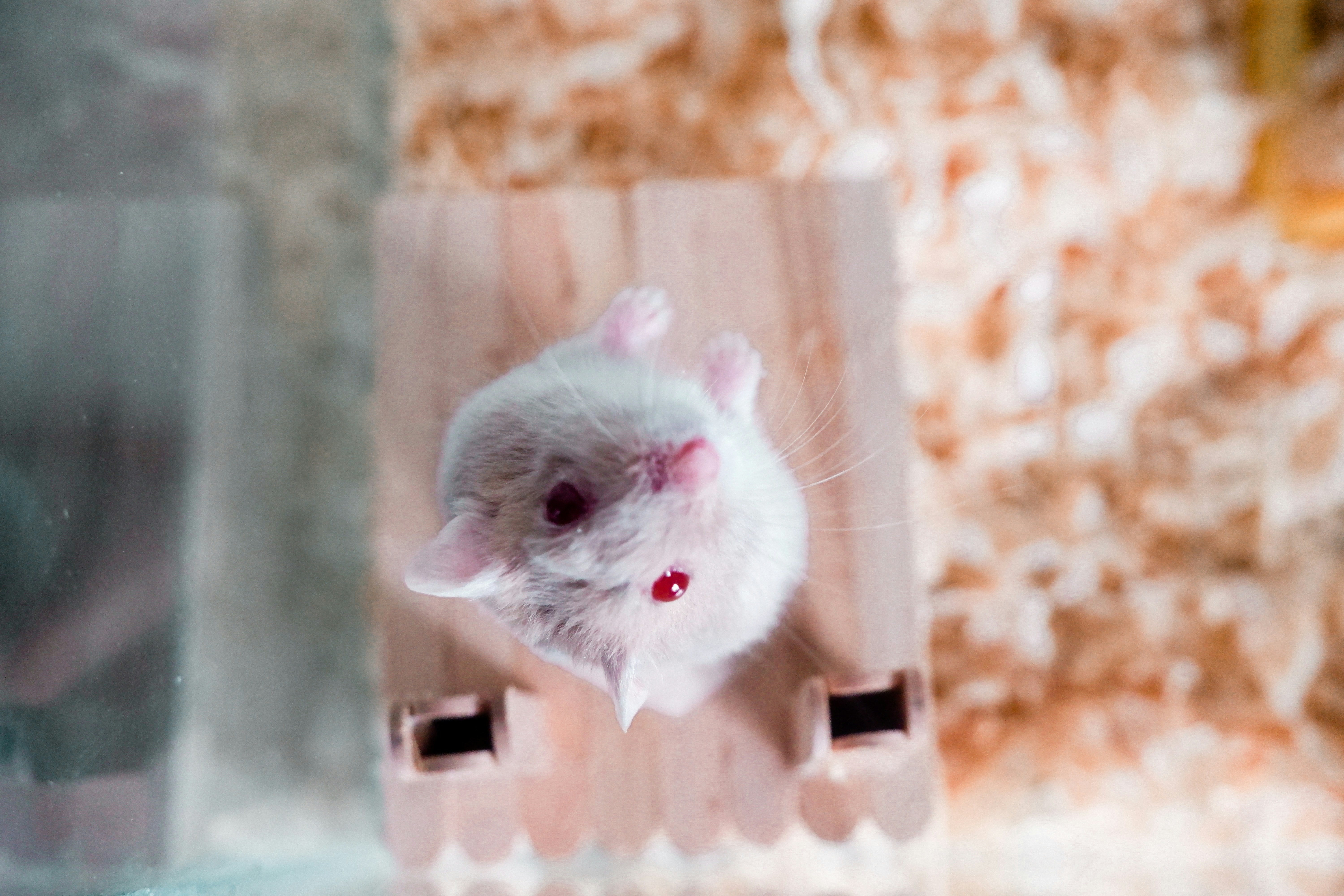 Jebakan Tikus