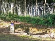 A stone marker stands in a sun-dappled clearing beside a dense forest with tall, slender trees. The marker displays a blue and yellow shell symbol often associated with the Camino de Santiago, and an arrow pointing forward.