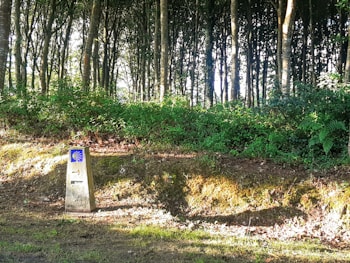 A stone marker stands in a sun-dappled clearing beside a dense forest with tall, slender trees. The marker displays a blue and yellow shell symbol often associated with the Camino de Santiago, and an arrow pointing forward.