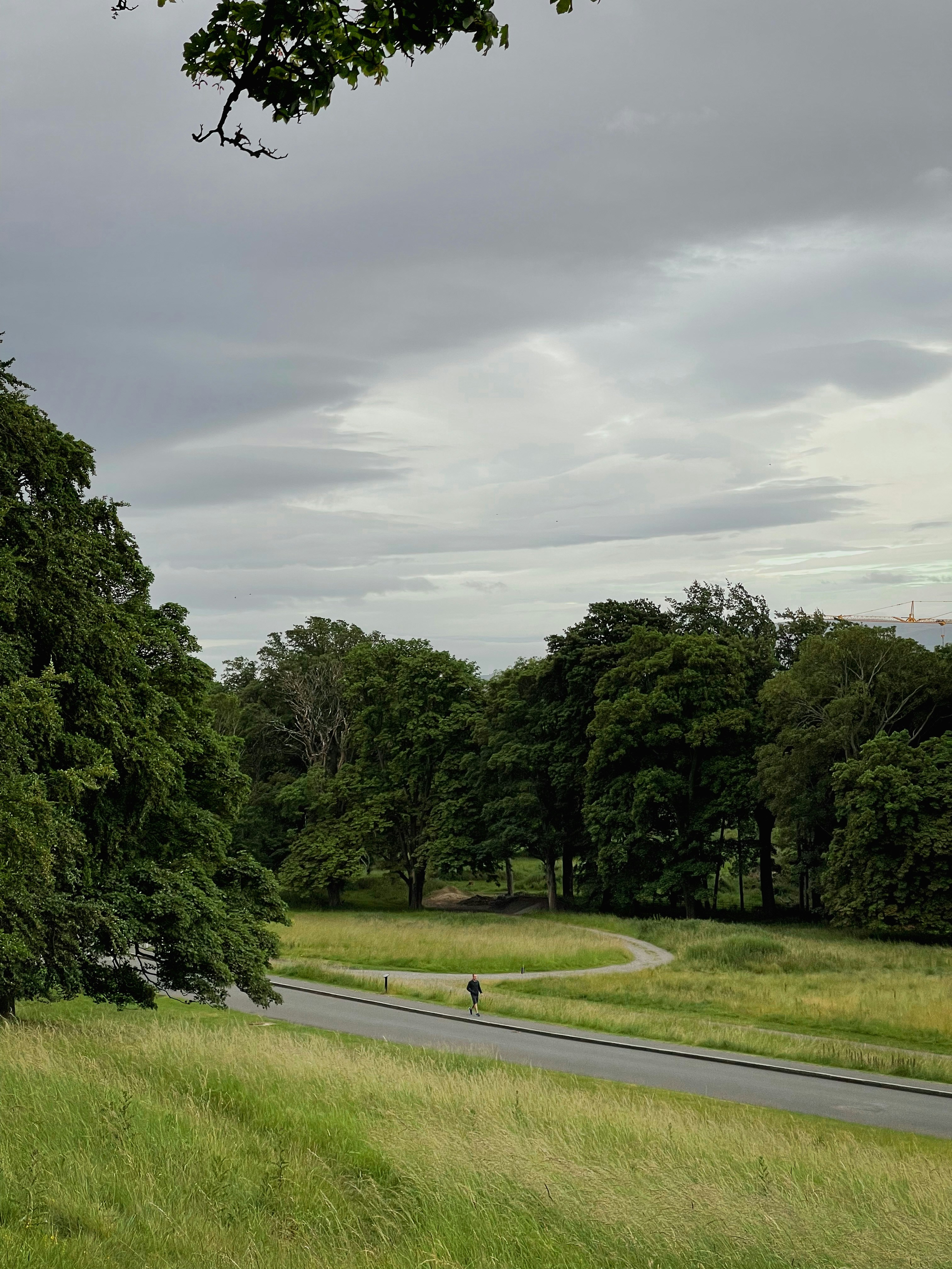 a tree in the middle of a field