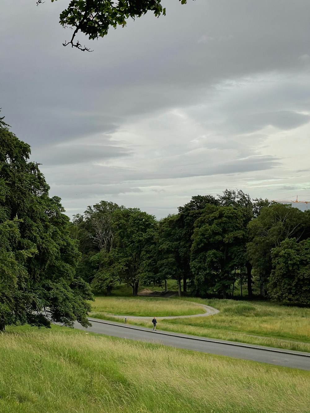 a tree in the middle of a field