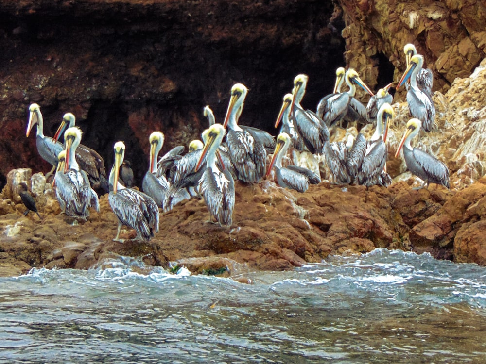 a group of birds on a rock