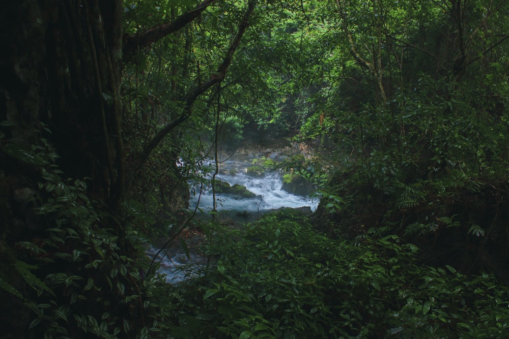 a river in a forest