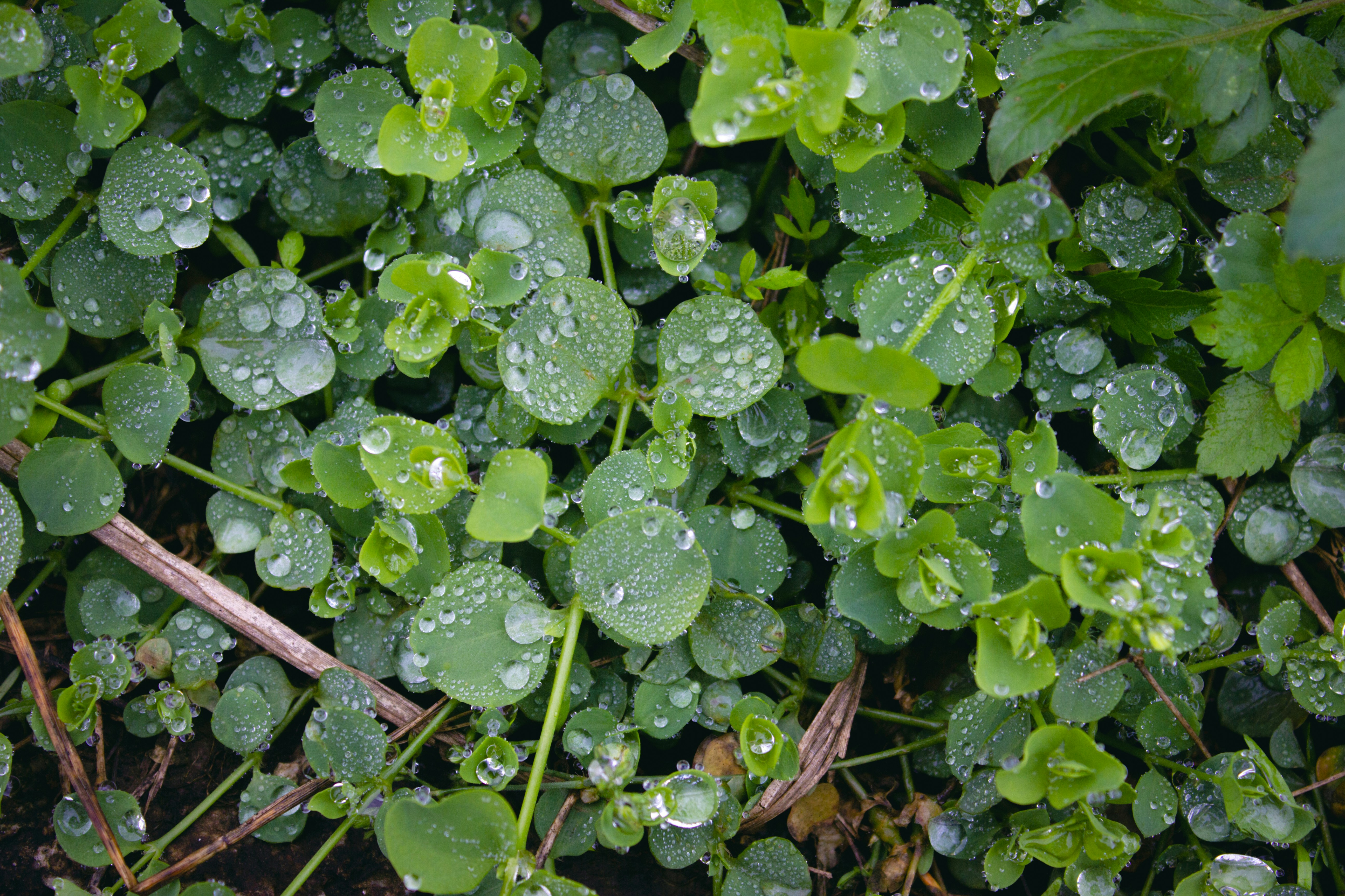 a group of green leaves