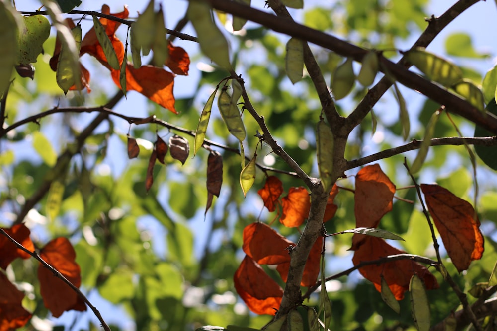 a tree with red leaves