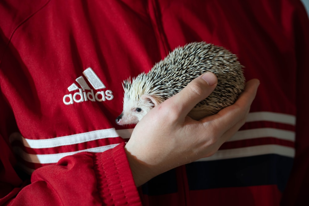 a hand holding a hedgehog