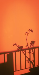 A shadow of a plant with multiple branches and leaves cast on an orange wall. The shadow includes a railing, suggesting the plant is placed on a balcony or terrace area.