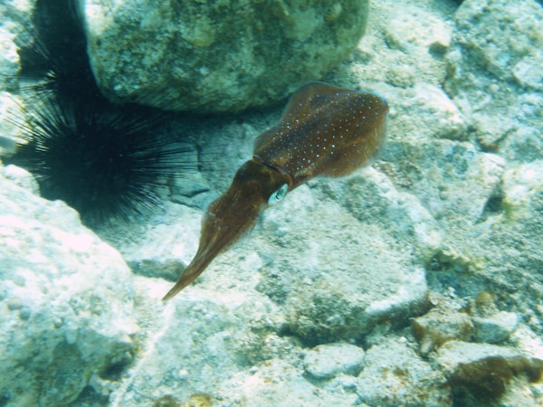 A fish swimming in the water