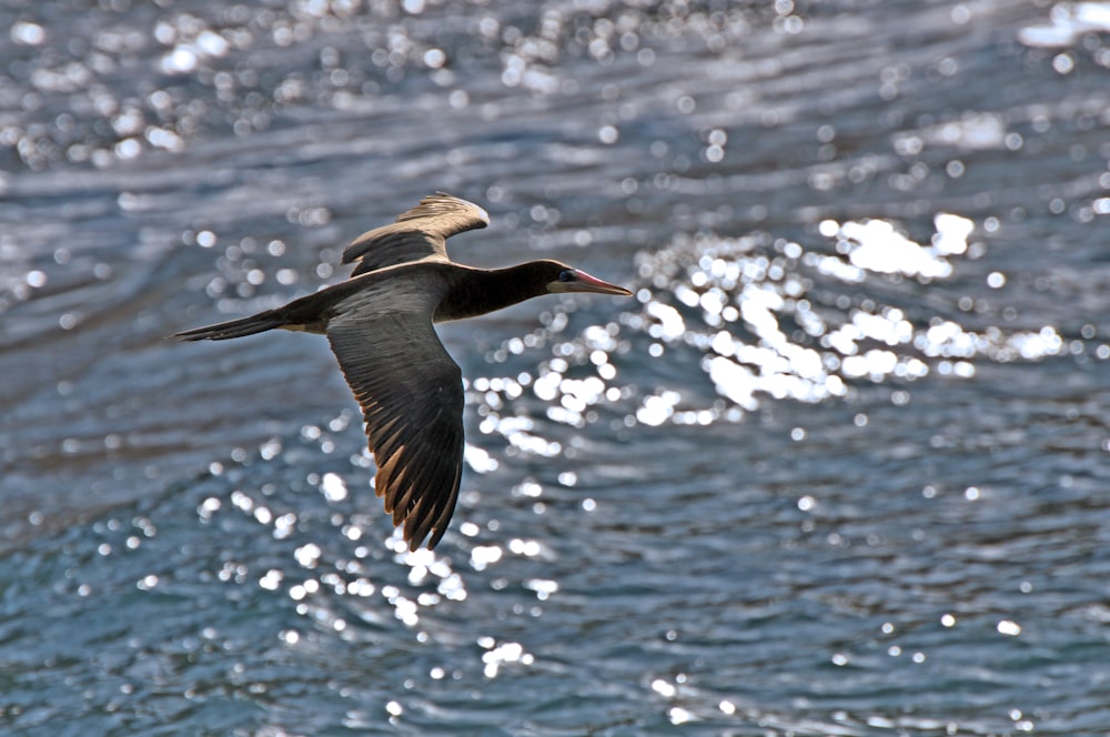 a bird flying over water