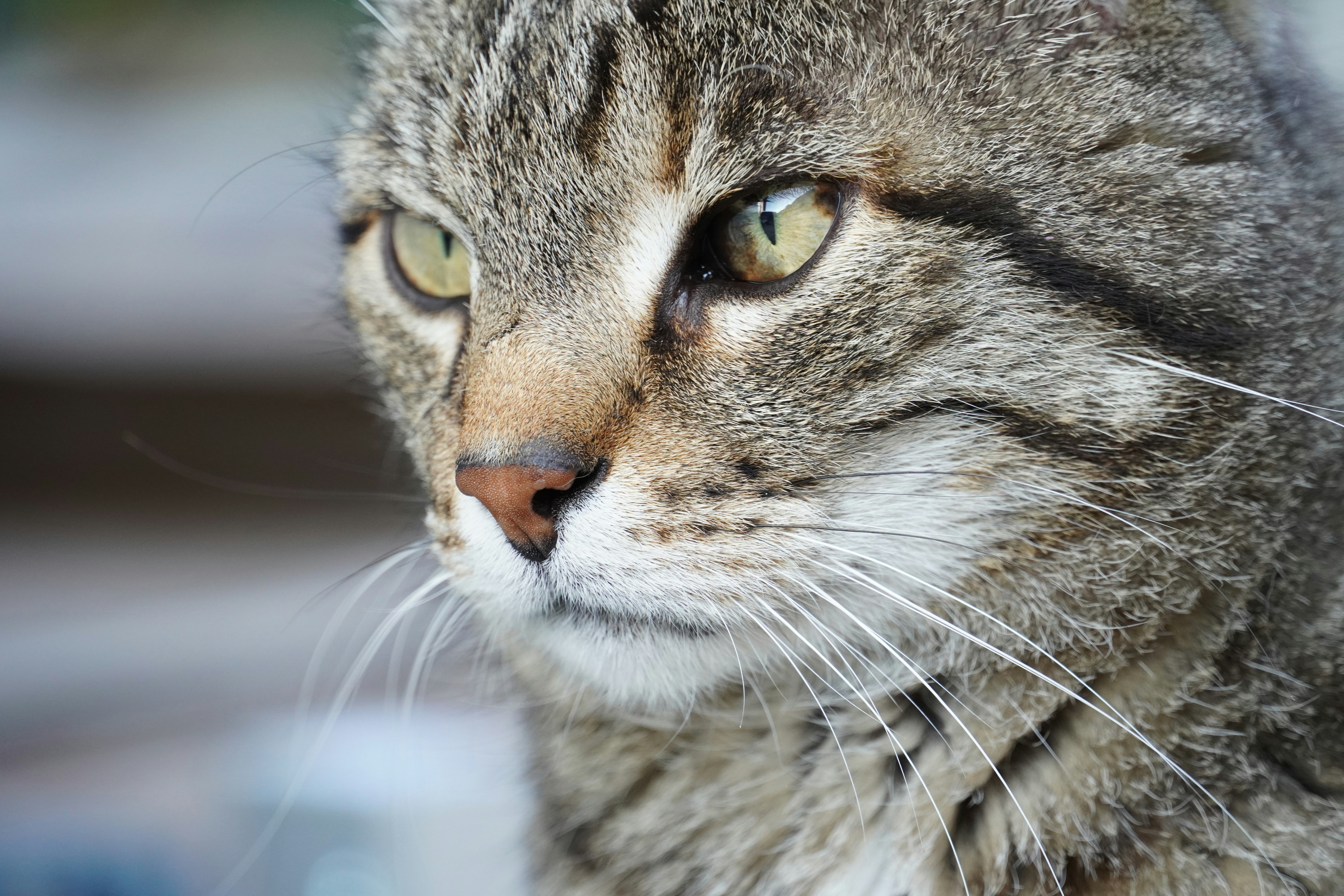 Subtle Movements Indicating Attention (image credits: unsplash)