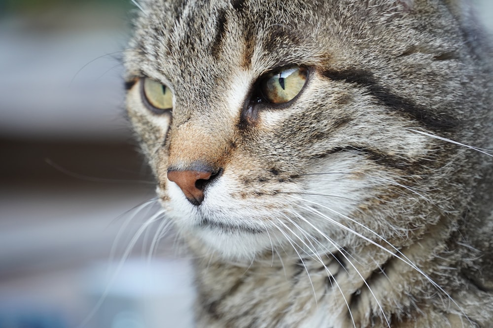 a close up of a cat