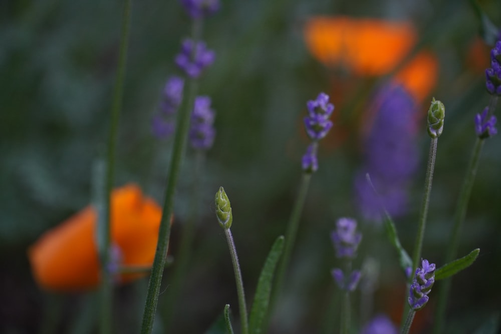 a butterfly on a flower