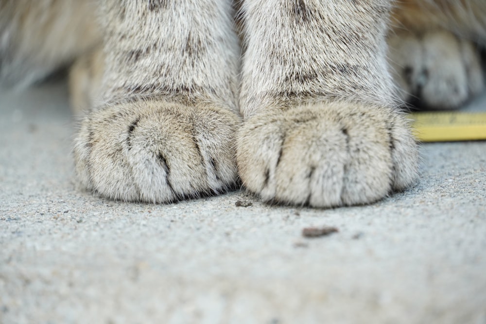 地面に横たわる猫