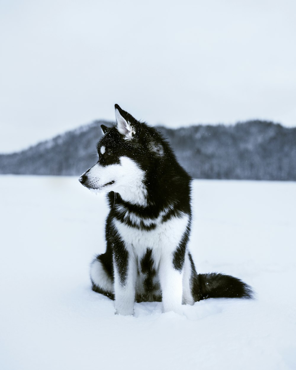 a black and white dog in the snow