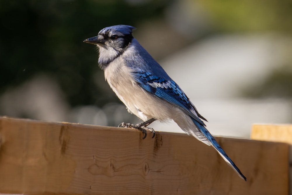 a bird sitting on a wood fence