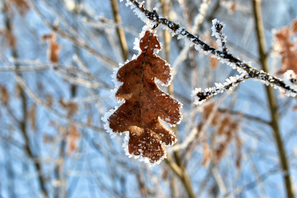 a brown leaf on a tree branch
