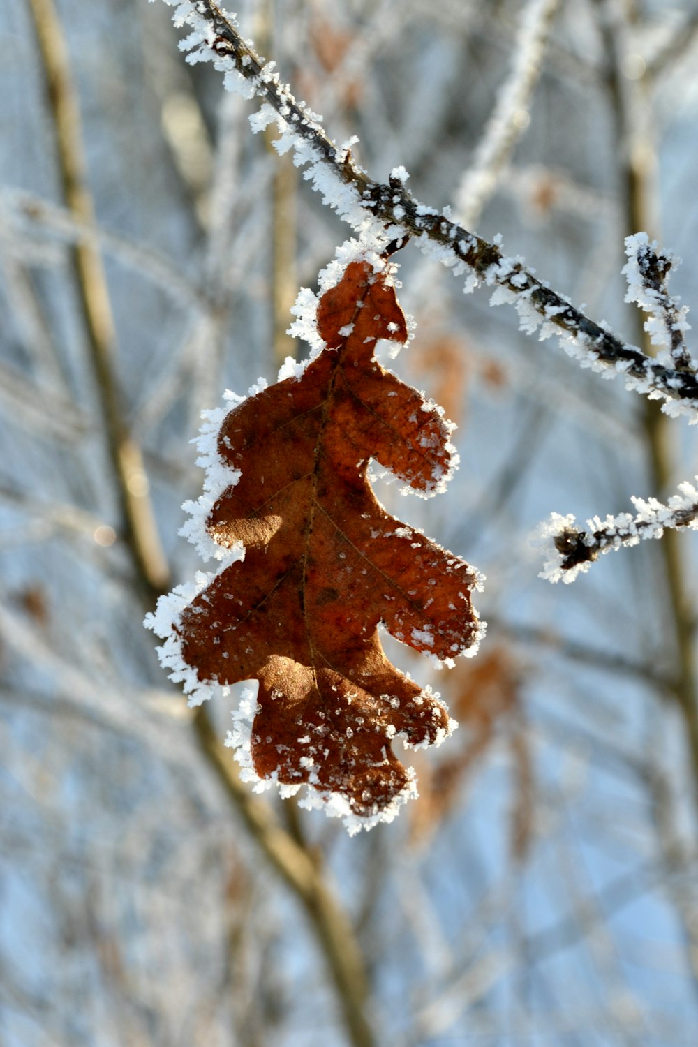 a close up of a leaf