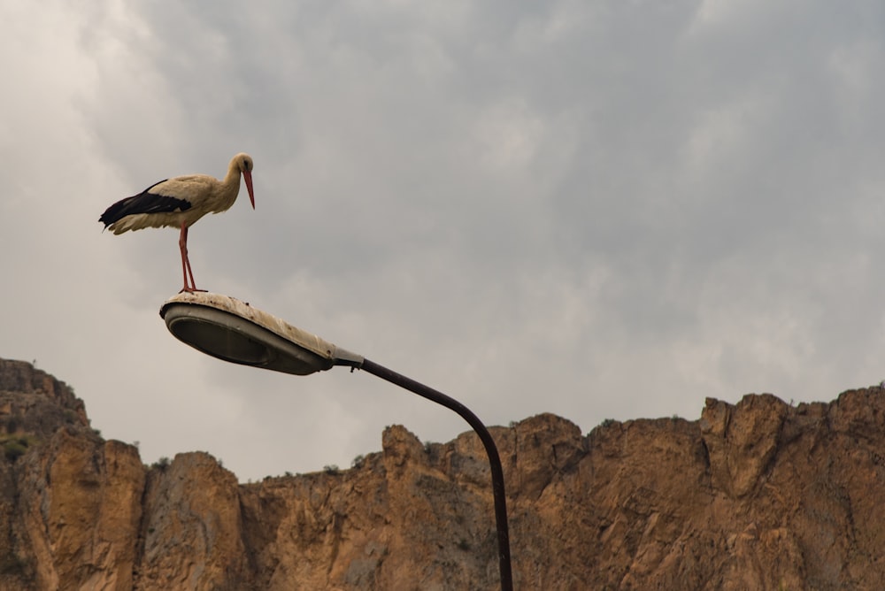 a bird on a light post