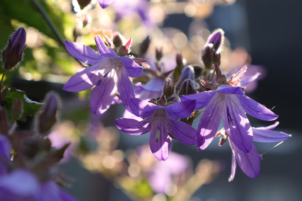 a close up of purple flowers