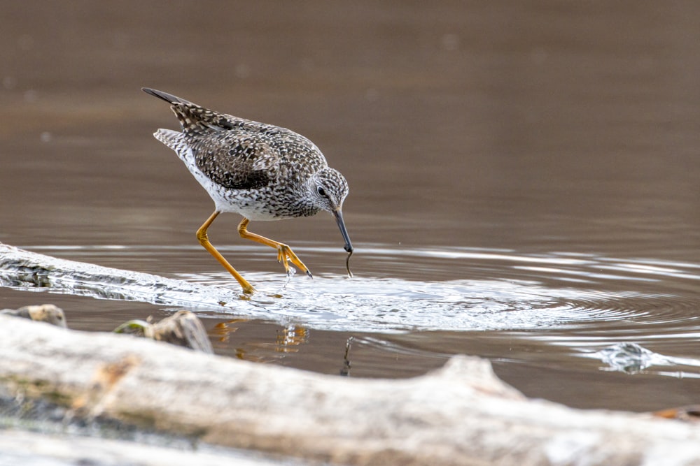 a bird walking on the sand