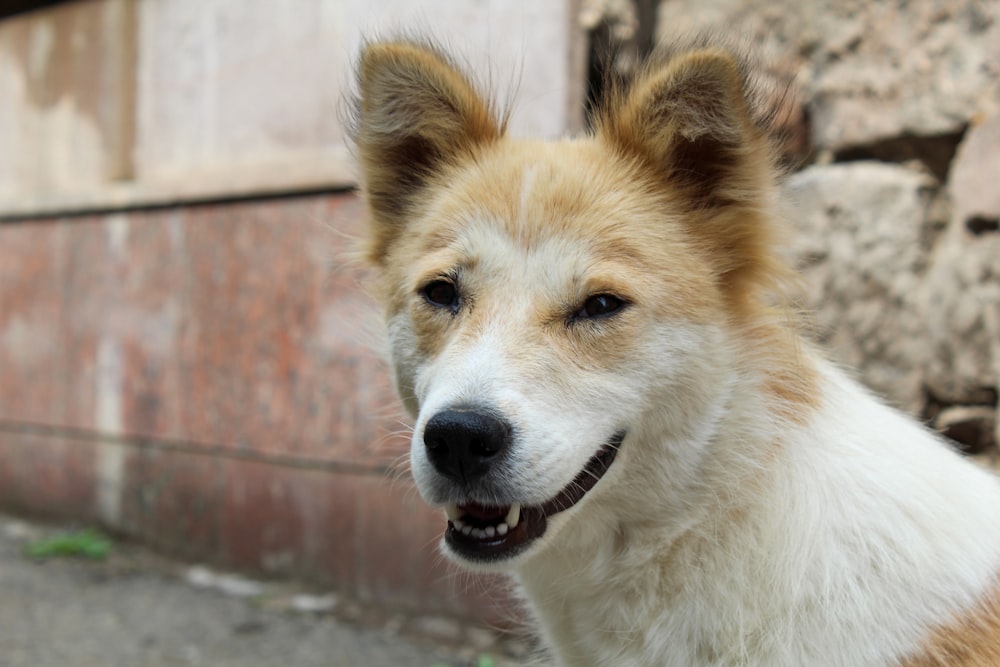 a dog with its mouth open