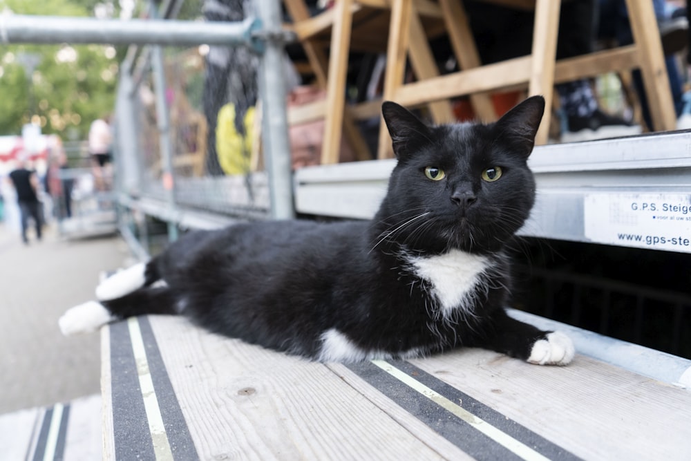 a black and white cat sitting on a bench