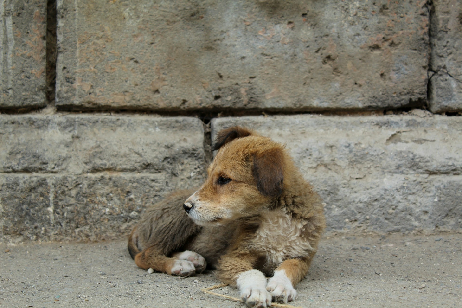 a puppy lying on the ground